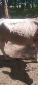 IMG-20221117-WA0019