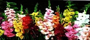 IMG-20240912-WA0023