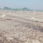 Jaunpur news अपने हिस्से का अनाज हम घर ले गये और उनके हिस्से को राख कर दिया