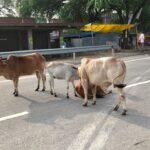 Jaunpur news राष्ट्रीय राजमार्ग पर आराम फरमाते हैं आवारा गो वंश, आये दिन हो रही दुर्घटनाएं