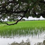 Jaunpur news दो दिनों की बारिश से खेत हुए लबालब, किसानों के चेहरे खिले