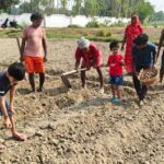 Jaunpur news मानसून की विदाई देख आलू की बुआई में जुटे किसान